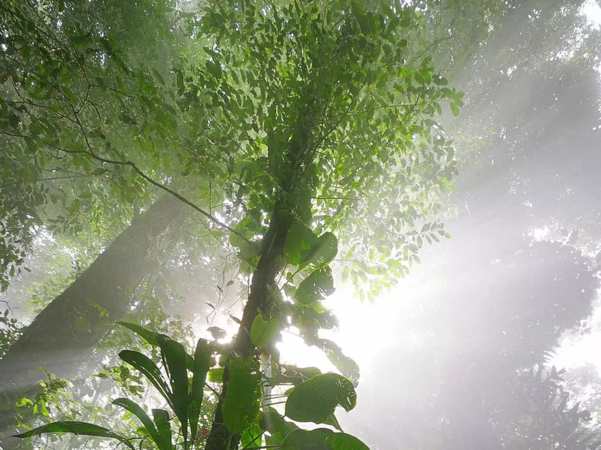 dossier montagne d'or guyane